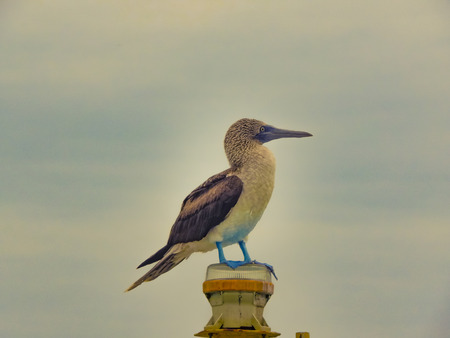 Famous exotic bird with blue foots standing at top of column at ocean in Salinas, Ecuadorの写真素材