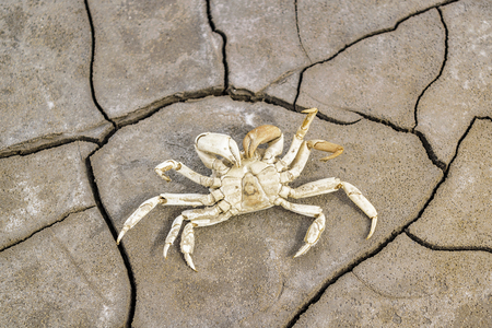 Top view of dead crab skeleton at mud cracked surface patterned groundの写真素材
