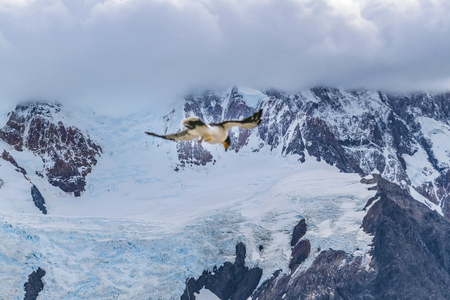 Austral patagonian bird flying against snowy andes mountain at Laguna Torre, El Chalten, Argentinaの写真素材