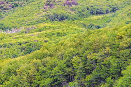 Patagonia landscape aerial view scene with leafy forest as main subject, El Chalten, Argentinaの写真素材