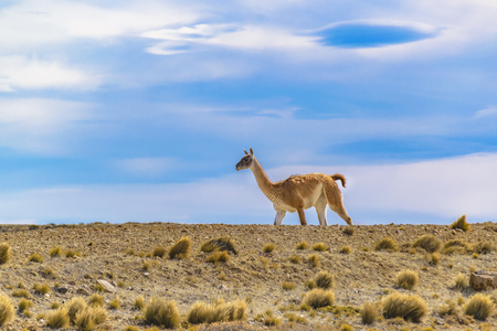 Wild guanaco at patagonia plain terrain in Santa Cruz province, Argentinaの写真素材