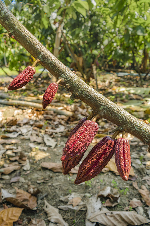 Detail view of cacao plantation at farmer location in the coast of Ecuadorの写真素材