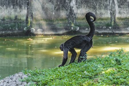 Black young monkey at zoo, Guayaquil, Ecuadorの写真素材
