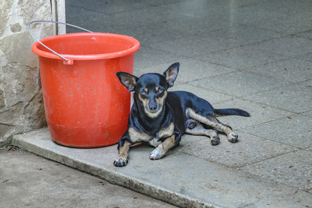 Petit dog sitting at floor watching the cameraの写真素材