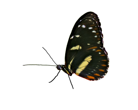 Side view butterfly with beautiful  wing colors isolated in white background.の写真素材