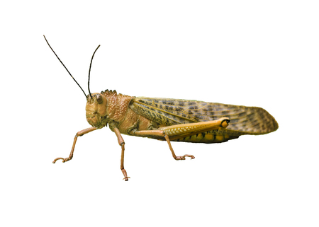 Close up view locust insect over leave at botanical garden of Guayaquil, Ecuadorの写真素材