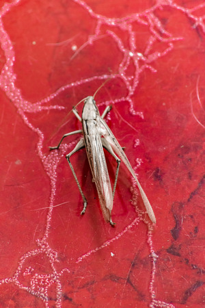 Close up view locust insect over house floor in Guayaquil, Ecuadorの写真素材