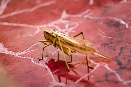 Close up view locust insect over house floor in Guayaquil, Ecuadorの写真素材