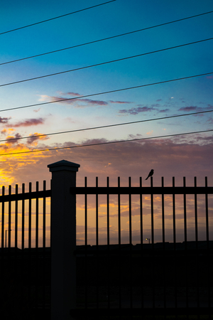 High contrast silhouette sunset scene with small bird over fence and orange and blue backgroundの写真素材