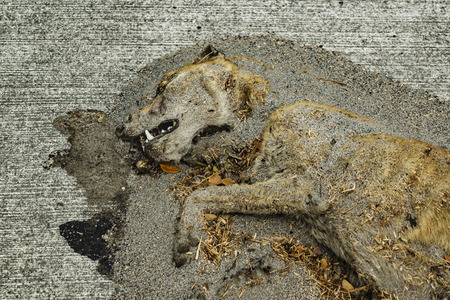 High angle shot of dead dog at asphaltの写真素材