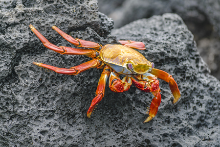 Big crab at rocky environment at Galapagos Island, Ecuadorの写真素材