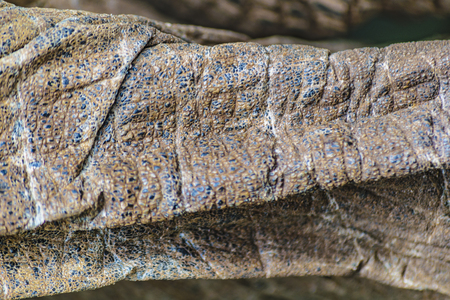 Famous galapagos giant turtle skin detailの写真素材