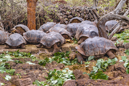 Famous galapagos giant turtles at nature, Galapagos Island, Ecuadorの写真素材