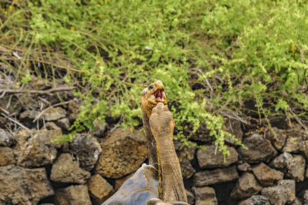 Famous galapagos giant turtles at nature, Galapagos Island, Ecuadorの写真素材