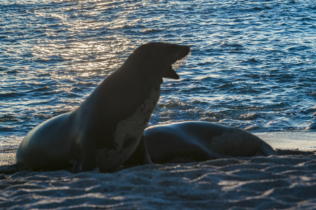 Two sea wolf at shore of beach at sunset time in Galapagos Islands, Ecuadorの写真素材