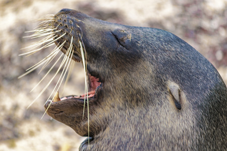 Closeup shot of sea wolf with mouth open at Galapagos Islands, Ecuadorの写真素材