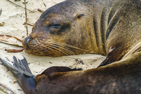 Closeup shot of sea wolf sleeping at beach in Galapagos Islands, Ecuadorの写真素材