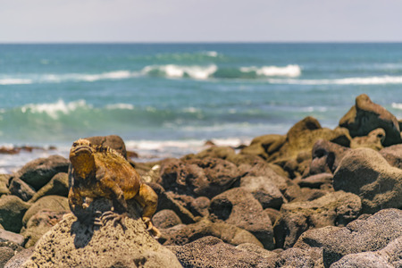 Iguana at rocky coast in Galapagos Islands, Ecuadorの写真素材