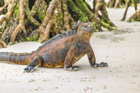 Iguana at sand at Galapagos Islands beach, Ecuadorの写真素材