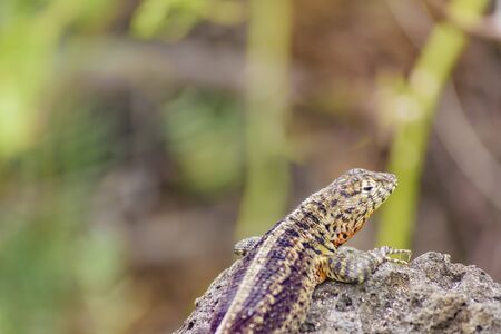 Closeup photo of small lizard at nature in Galapagos Islands, Ecuadorの写真素材