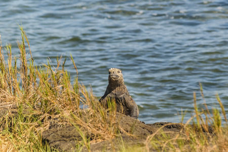 Black iguana resting at coast with sea at background in Galapagos Islands, Ecuadorの写真素材