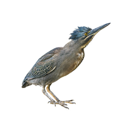 Isolated photo of exotic bird with attentive expressionの写真素材