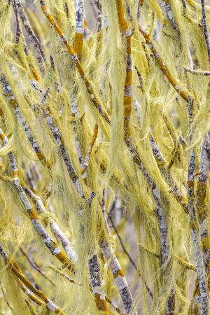 Detail view of forest tree branchesの写真素材