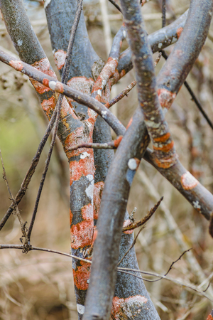 Detail closeup view of colored tree branches