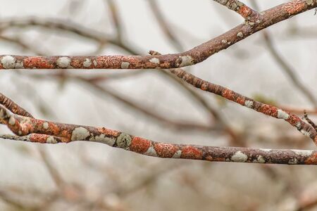 Detail closeup view of colored tree branches against blur backgroundの写真素材