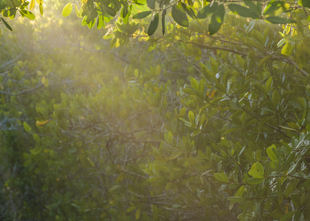 Raylights at forest in Galapagos islands, Ecuadorの写真素材