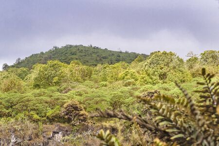Landscape scene at scalesia forest in Galapagos Islands, Ecuadorの写真素材