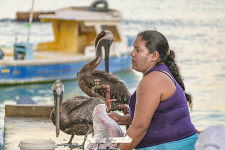 GALAPAGOS, ECUADOR, AUGUST - 2016 - Fish vendor woman surrounded by pelicans at street market, Galapagos, Ecuadorのeditorial素材