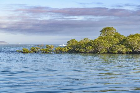 Seascape scene with mangroove trees at ocean pacific in Isabela island, Galapagos, Ecuadorの写真素材