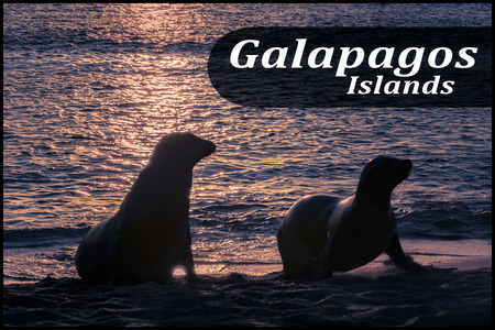 Galapagos islands photographic poster design with two sea wolf at shore of beach at sunset time in Galapagos Islands, Ecuadorのeditorial素材