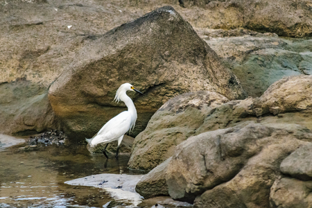 White heron bird searching for food at rocksの写真素材