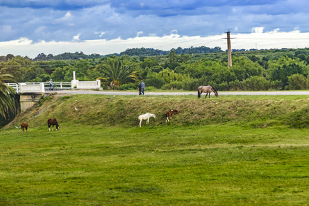 COLONIA, URUGUAY, JANUARY - 2016 - Meadow landscape scene with horses eating grass, Colonia, Uruguayのeditorial素材