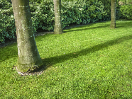 Outdoor garden with plants and palm trees trunks.の写真素材