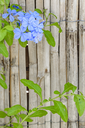 Blue flowers and green plants against wooden backgroundの写真素材