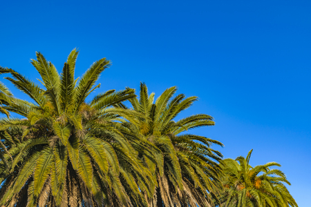 Low angle shot palm tree detail against blue sky backgroundの写真素材