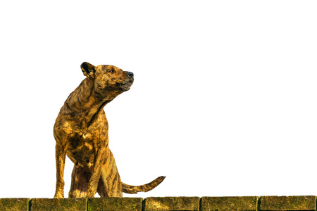 Brown dog barking at roof houseの写真素材