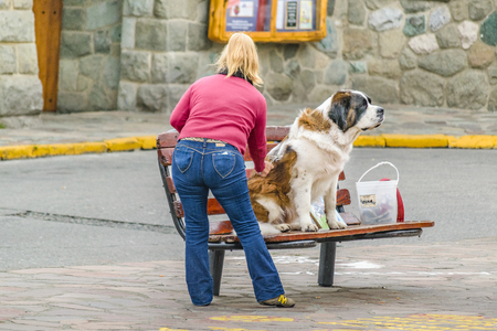 BARILOCHE, ARGENTINA, APRIL - 2017 - Mature woman combing san bernard dog a square in bariloche city, Argentinaのeditorial素材