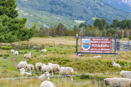 LOS LAGOS, CHILE, APRIL - 2017 - Group of sheeps at field environment at patagonia chilean territoryのeditorial素材