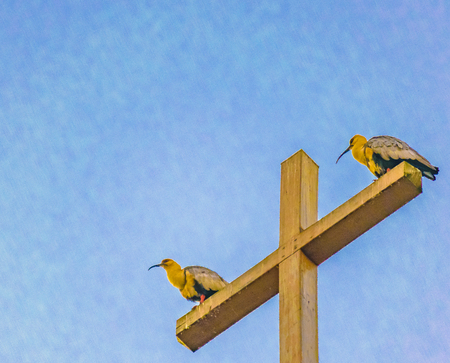 Low angle shot of two birds iver wooden church cross at Chiloe island, Chileの写真素材