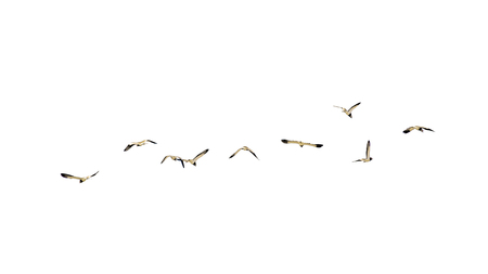Group of seagulls isolated photo against white backgroundの写真素材