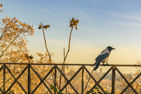 Bird standing at railing at gianicolo district in Rome city, Italyの写真素材