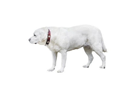 Side view shot labrador retriever photo isolated on white backgroundの写真素材