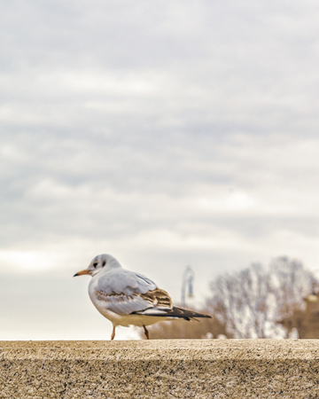 Urban day winter season scene with a seagull standing and Ponte Vittorio Emanuelle II at background, Rome city, Italyの写真素材