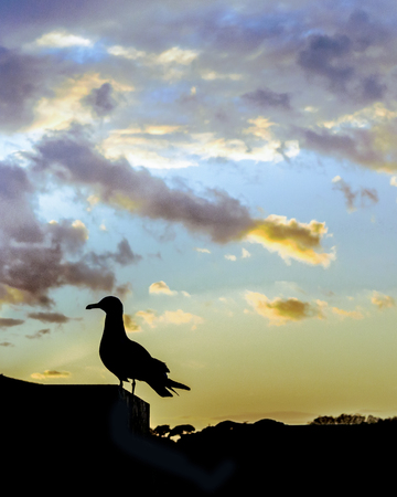Bird silhouette against sunset cloudy sky backgroundの写真素材