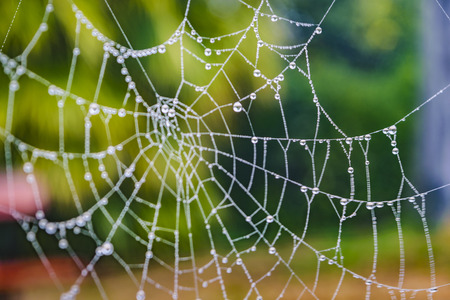Spider web at park over blur background