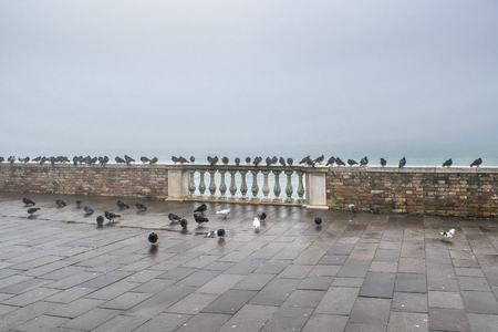 Group of doves at shore of lake in Venice city, Italyの写真素材